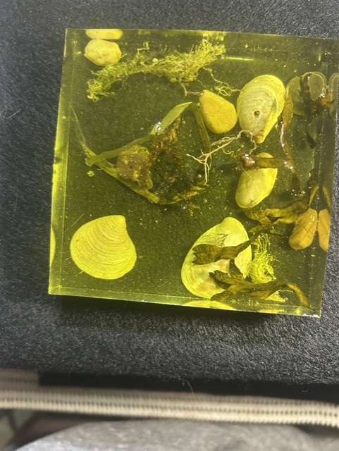 Yellow resin block with preserved natural objects.